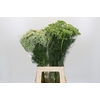 Ammi Visnaga