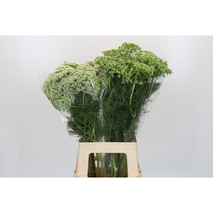 Ammi Visnaga