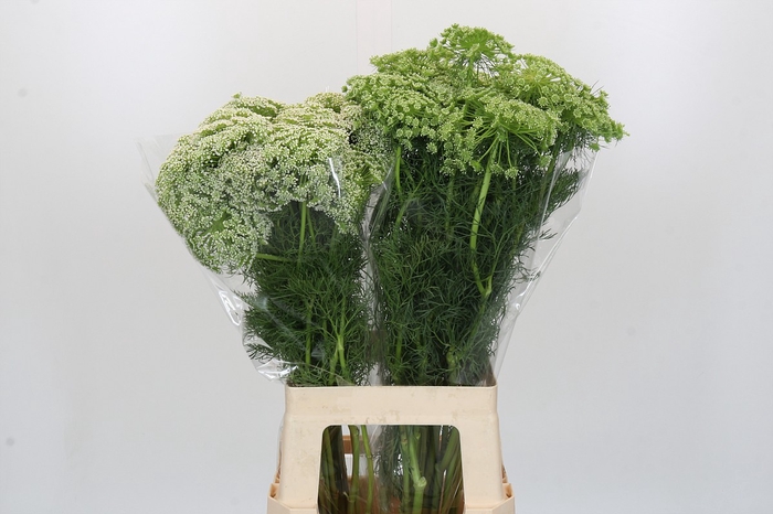 <h4>Ammi Visnaga</h4>