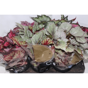 BEGONIA BELEAF P15 PO