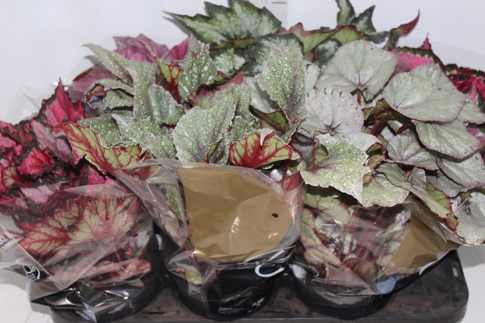 <h4>BEGONIA BELEAF P15 PO</h4>