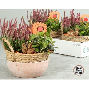 ARR TUINPLANTEN