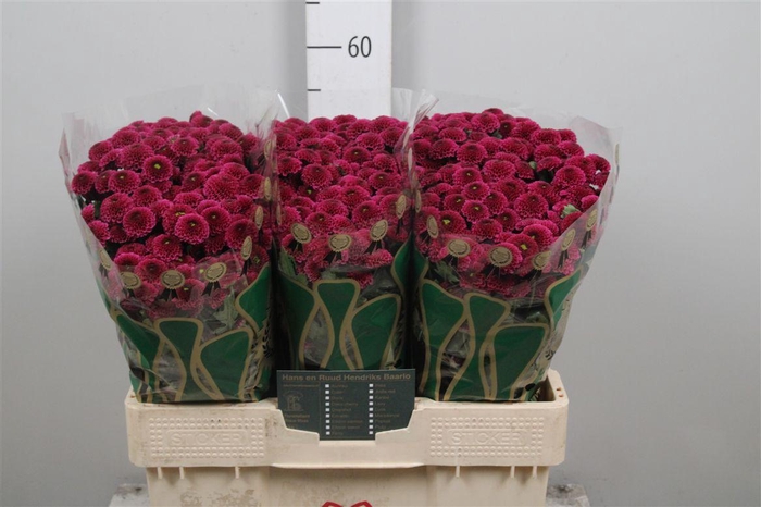 <h4>Chr S Aaa Purpetta</h4>