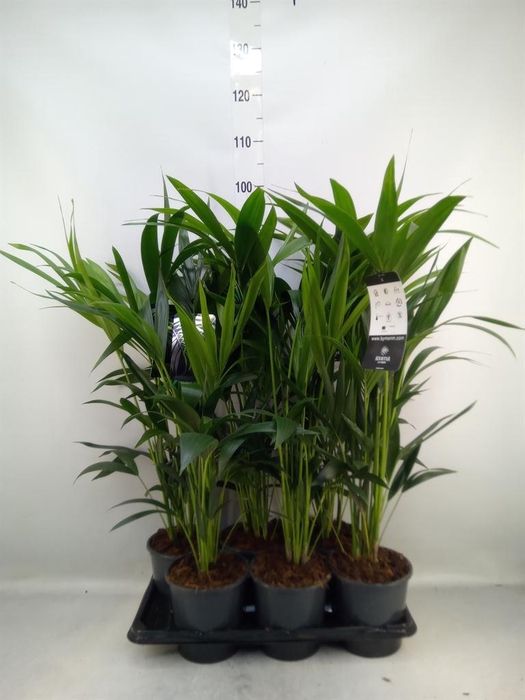 <h4>Howea forsteriana</h4>