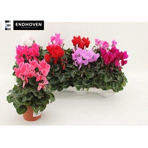 CYCL MIDI ALLURE MIX