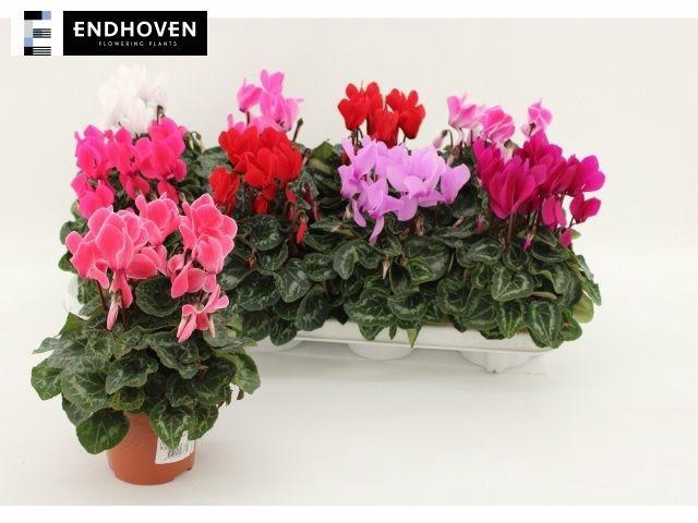 <h4>CYCL MIDI ALLURE MIX</h4>