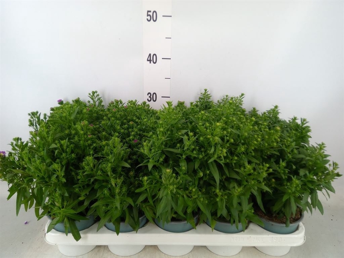 <h4>Aster N-B 'Starletta' ..mix</h4>