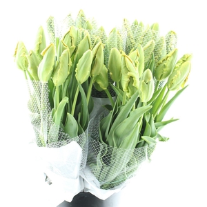 Tu Parrot Avignon Extra