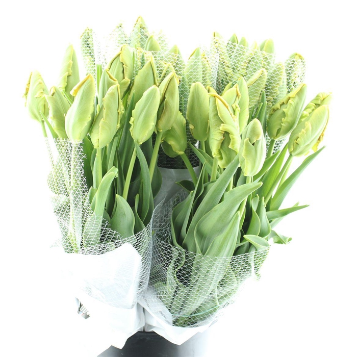 <h4>Tu Parrot Avignon Extra</h4>