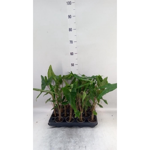 Alocasia zebrina