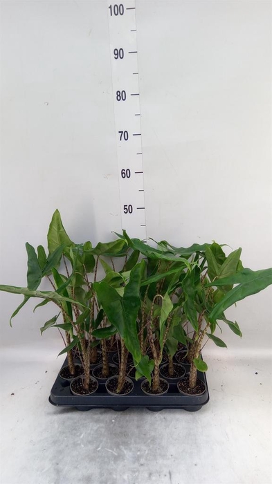 <h4>Alocasia zebrina</h4>