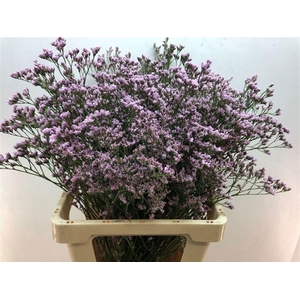 LIMONIUM MR. SILVER PINK 40GR