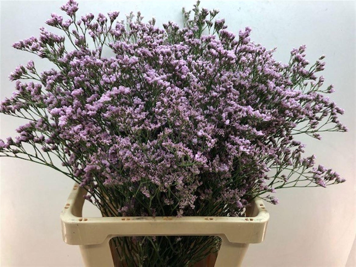 <h4>LIMONIUM MR. SILVER PINK LIM MR SIL</h4>