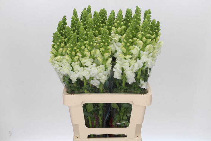 <h4>Antirrhinum Potomac White</h4>