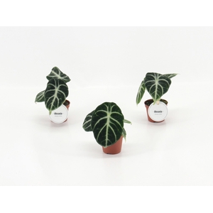Alocasia Ninja