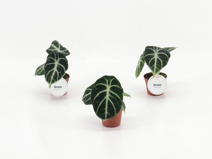 <h4>Alocasia Ninja</h4>