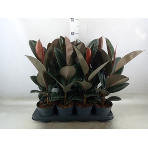 Ficus elastica 'Abidjan'