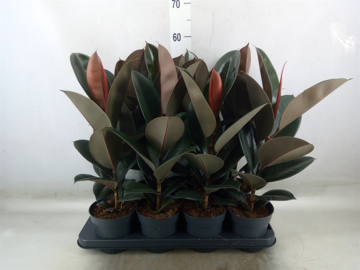 <h4>Ficus elastica 'Abidjan'</h4>