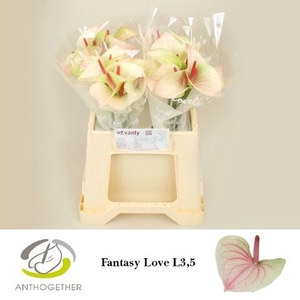 Anthurium andr. 'Fantasy Love'
