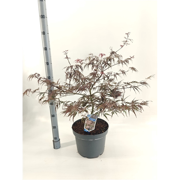 <h4>Acer pal. 'Garnet'</h4>