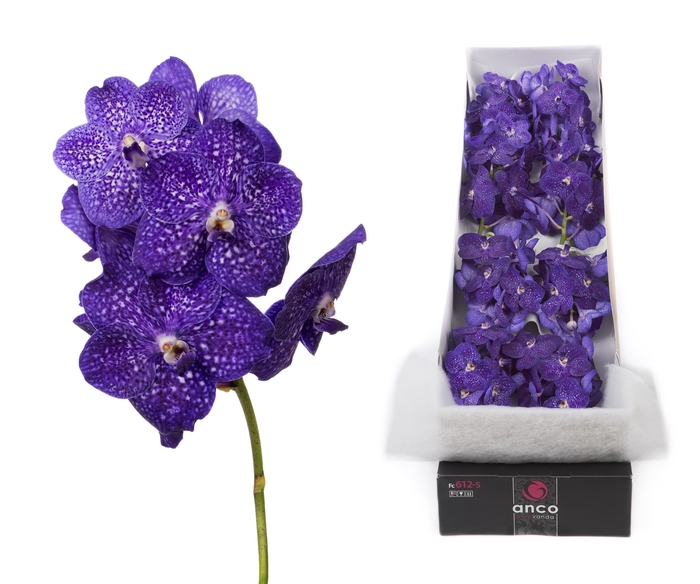 <h4>Vanda Tweed Blue</h4>