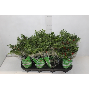 PIMENTA MALAGUETINHA P14