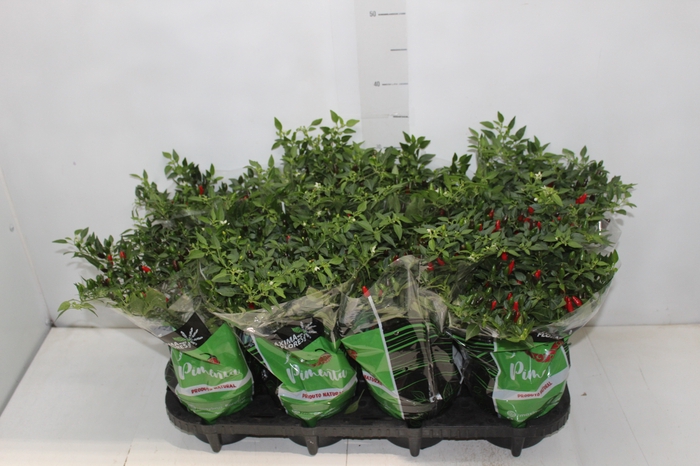 <h4>PIMENTA MALAGUETINHA P14</h4>