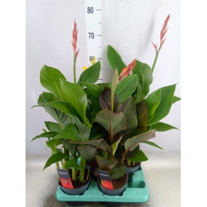 Canna  'Island'   ...mix