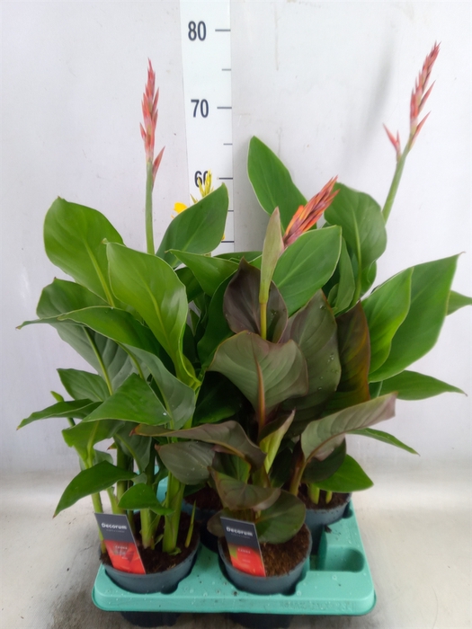<h4>Canna  'Island'   ...mix</h4>