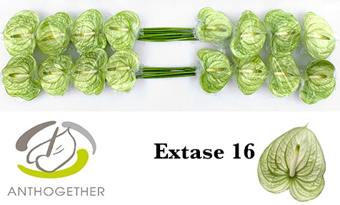 <h4>Anthurium Extase</h4>