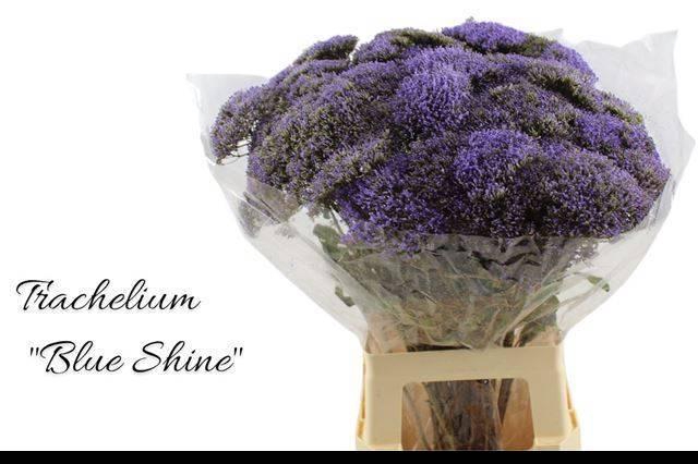 <h4>Trach Blue Shine</h4>