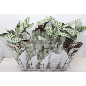 CALATHEA EXOTICA P12