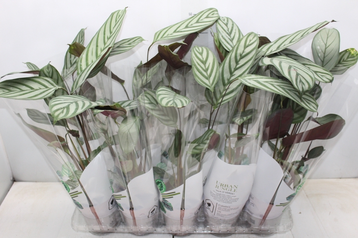 <h4>CALATHEA EXOTICA P12</h4>