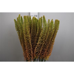 Eremurus  'Emmy Ro'