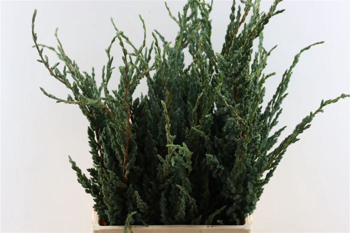 <h4>Juniperus Squamata Meyeri</h4>