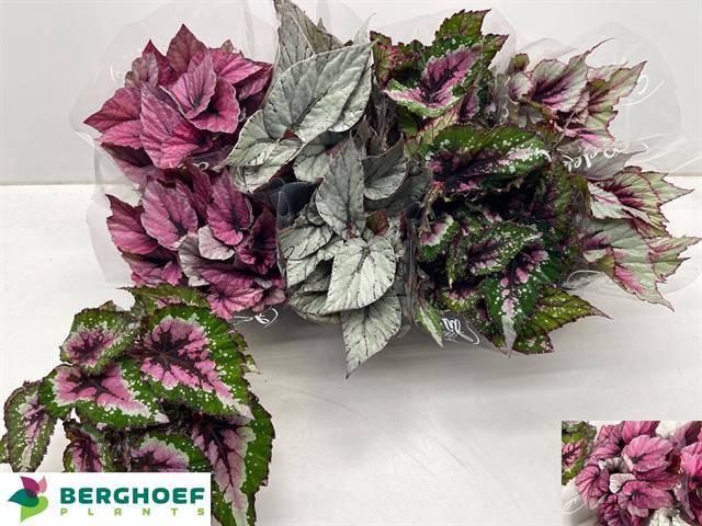 <h4>BEG BEL GEM</h4>