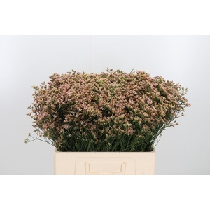 Lim Sin Sen Nectarin