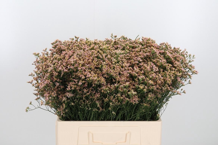 <h4>Lim Sin Sen Nectarin</h4>