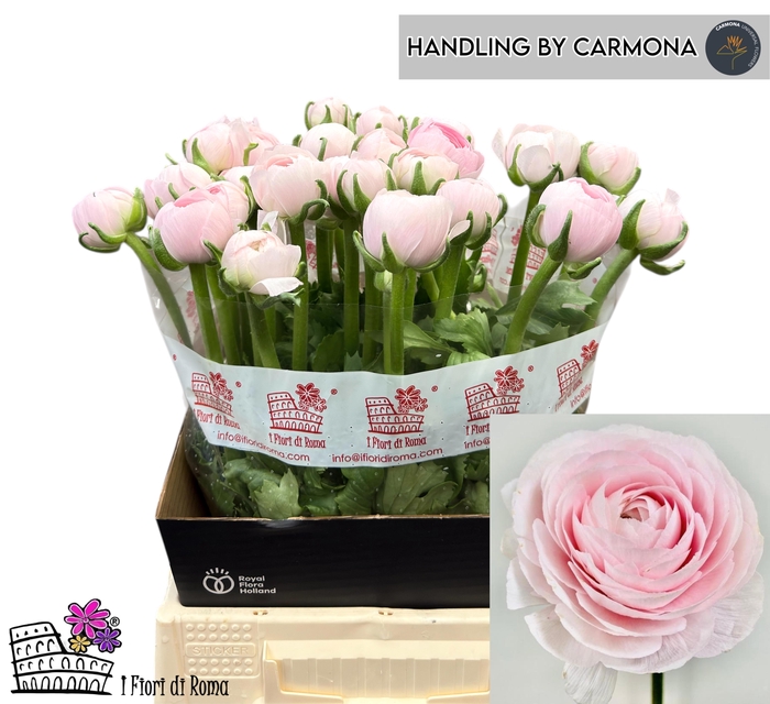 <h4>RAN SU LADY</h4>