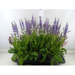 Salvia nemorosa 'Mainacht'