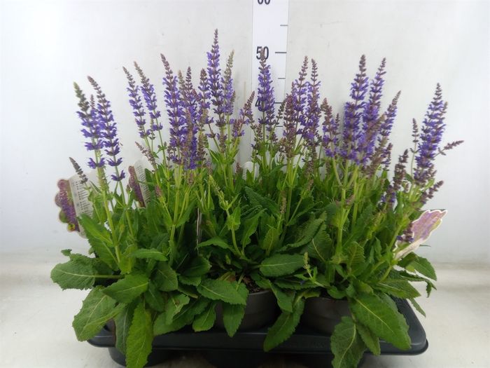 <h4>Salvia nemorosa 'Mainacht'</h4>
