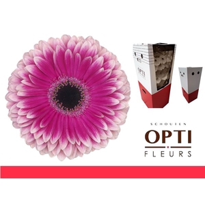 Gerbera Prelude Aquabox