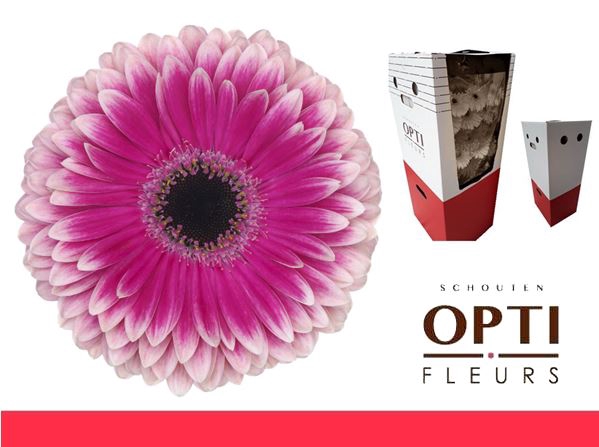 <h4>Gerbera Prelude Aquabox</h4>