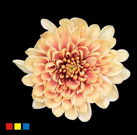 <h4>Chr T Altaj Camel</h4>