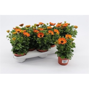 Osteospermum Magic Orange