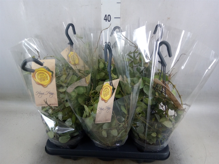 <h4>Hoya krohniana 'Eskimo'</h4>