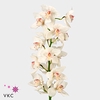 Cymbidium Mrs Sugar Lee 60 cm X2