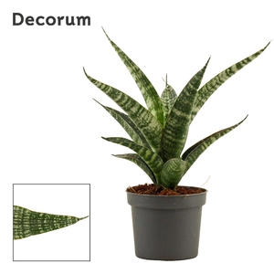 Sansevieria Tiger Crown 9 cm (Decorum)