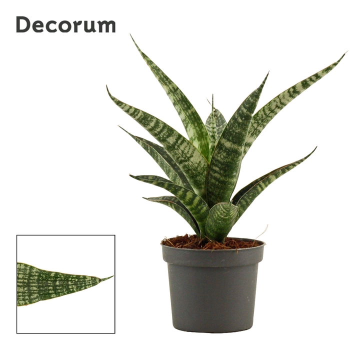<h4>Sansevieria Tiger Crown 9 cm (Decorum)</h4>