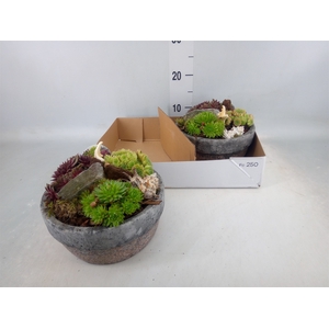 Arr.  Sempervivum L%